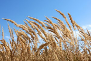 Wiko Global Wind Day campo di grano