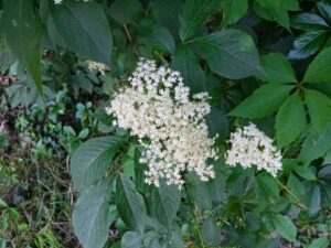 IMG20240518182710