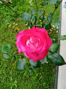 IMG20240518190209