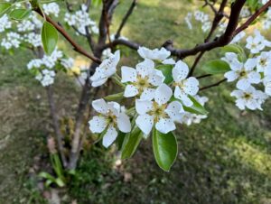 IMG20250405155026