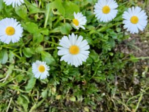 IMG20250405155116