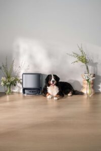 pet friendly