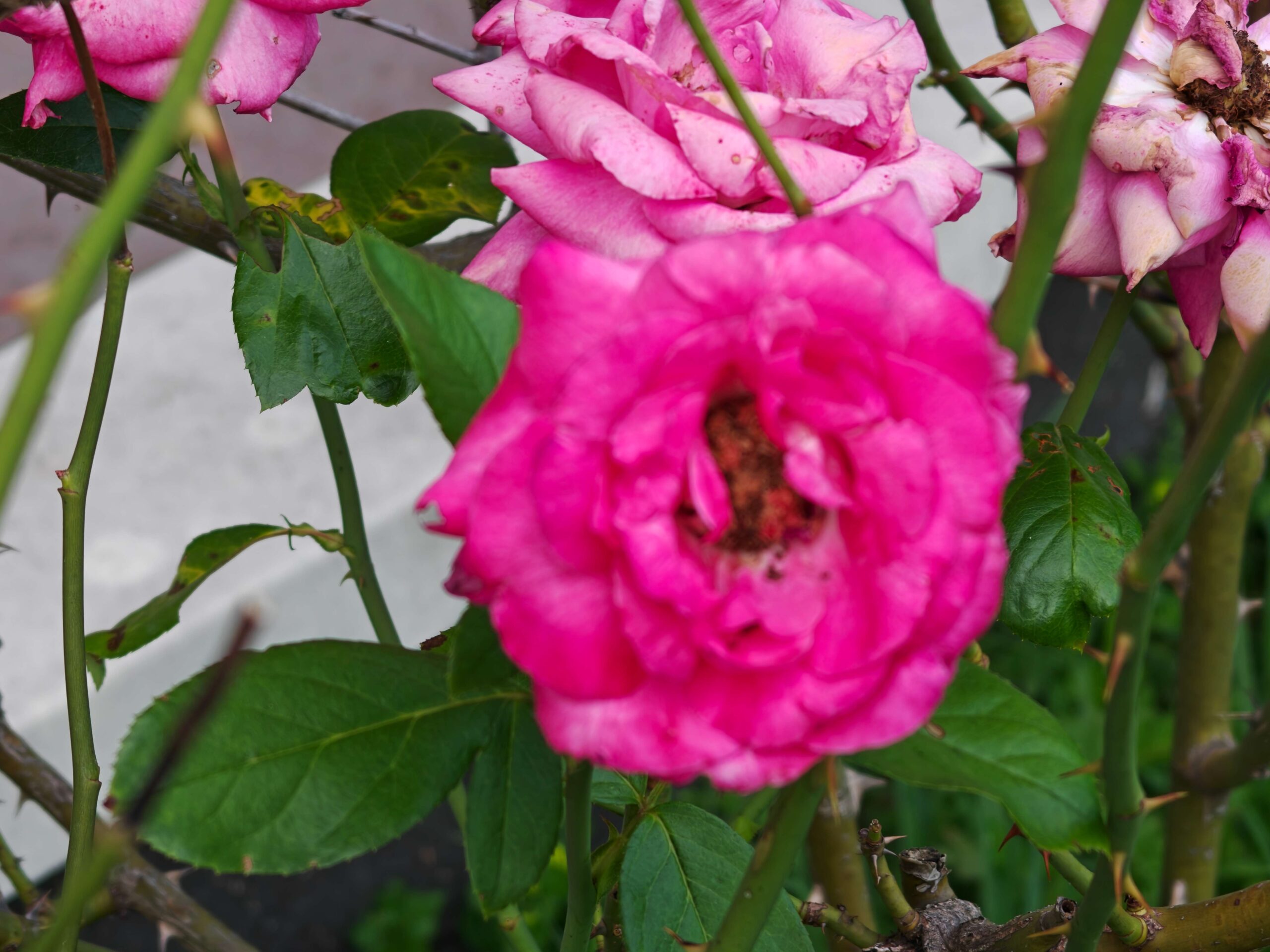 Recensione OPPO Find X8 Ultra - Ridefinire la Fotografia Mobile e l'Eleganza Flagship 160 After image