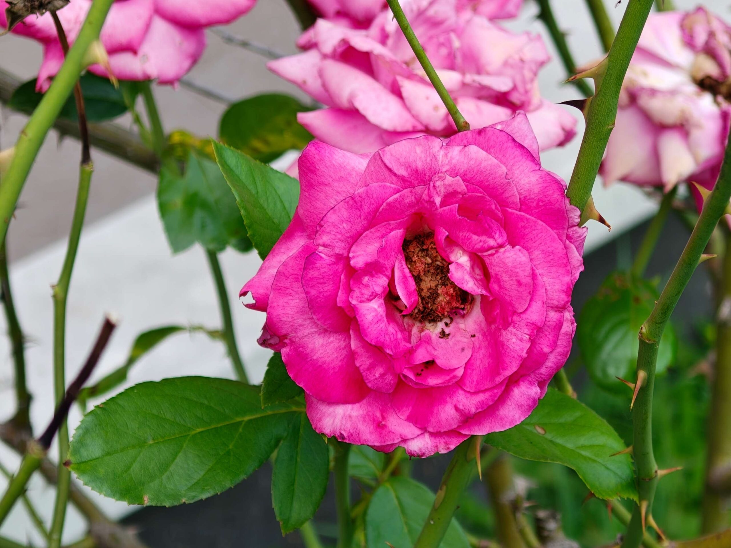 Recensione OPPO Find X8 Ultra - Ridefinire la Fotografia Mobile e l'Eleganza Flagship 159 Before image