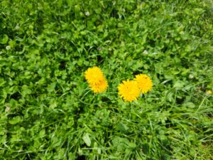 IMG 20250524 114212
