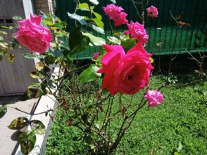IMG 20250611 105247