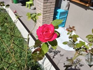 IMG20250711112330