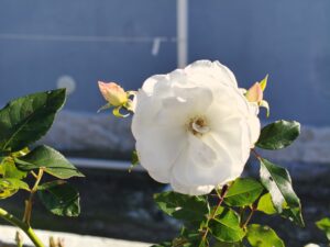 Recensione OPPO Find X9: potenza e autonomia senza ingombro 164 IMG20251228113708