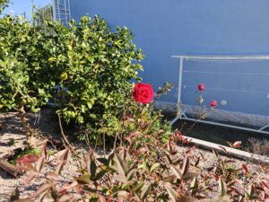 Recensione OPPO Find X9: potenza e autonomia senza ingombro 162 IMG20251228113817