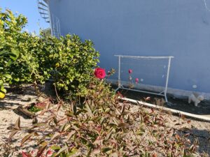 Recensione OPPO Find X9: potenza e autonomia senza ingombro 168 IMG20251228113821