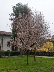 IMG 20260311 081748