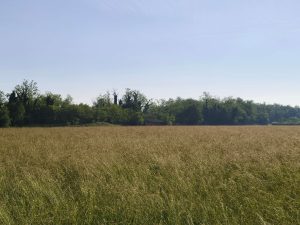 Recensione vivo V70 FE: L'imaging ad alta risoluzione al servizio della creatività quotidiana 135 IMG 20260519 082607