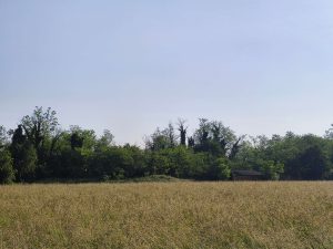 Recensione vivo V70 FE: L'imaging ad alta risoluzione al servizio della creatività quotidiana 136 IMG 20260519 082628