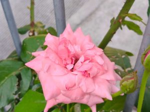 IMG20260728092446