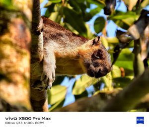 vivo X500 Pro Max Wild Life 800mm