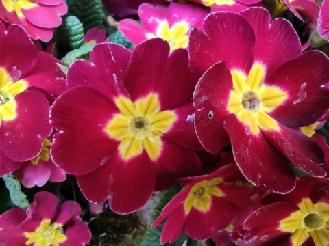 Macro
