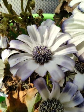 Macro