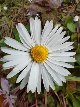 realme 8 Pro recensione by Smartphone Italia 164