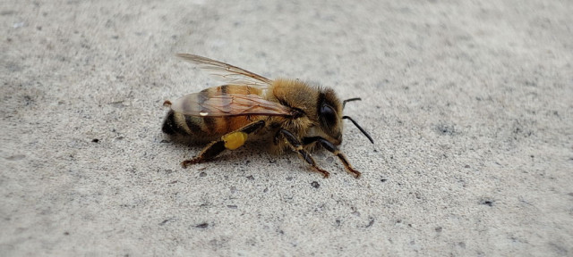 Recensione Xiaomi Mi 11 142