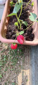 Recensione Xiaomi Mi 11 139