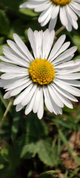 Recensione Xiaomi Mi 11 144