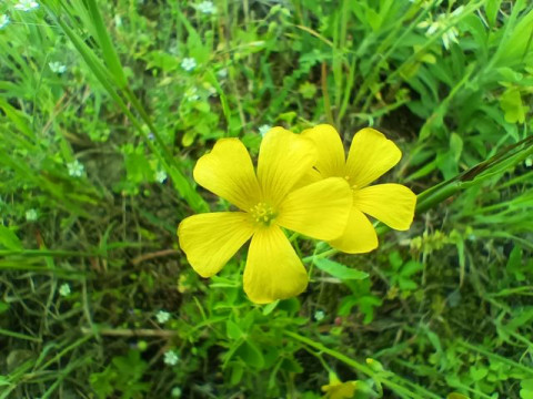 Recensione realme 8 5G 144