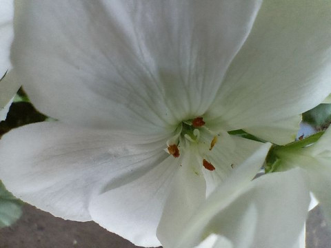 Recensione realme 8 155